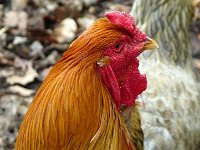 P1160608  un coq pétrifié mais vivant.