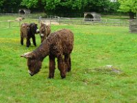 P1160611  encore des palissades