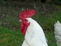 P1160613  Un autre coq