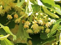 IMG 0328  Anet château Renaissance, en Eure-et-Loir, commandité par Henri II pour Diane de Poitiers.