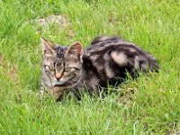 IMG 0408  un otoctone