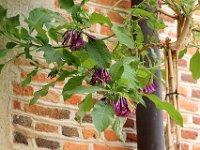 IMG 0455  les trompettes mauves