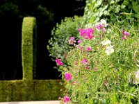 IMG 0464  pois de senteur