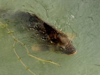 IMG 0478  les carpes