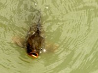 IMG 0479  muet comme une carpe