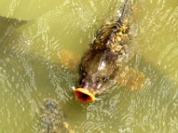 IMG 0480  un petit bisou?