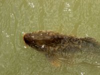 IMG 0481  quittons ces eaux poissonneuses