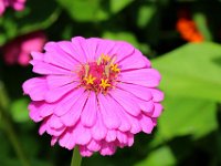 IMG 0483  celle-ci était aussi à la Malmaison.