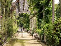 IMG 0497  une futaie