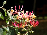 IMG 0500  chèvre-fleurs