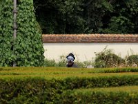 IMG 0505  et le grand méchant loup qui court après les petis enfants