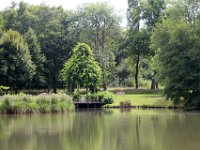 IMG 0513  c'est une glycine