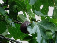 P1160900  Le ciel laiteux laisse apparaitre une figue.