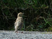 P1160904  un habitant.