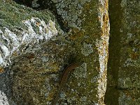 P1160997  un lezard