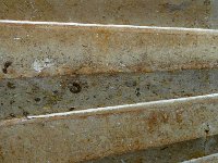 P1170027  on les distingue mal sur la photo