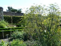 P1170063  le fenouil