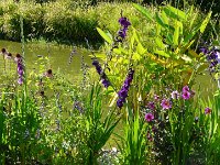 P1170468  gigantissime.