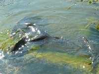 P1170470  Qu'est ce que j'ai dis?