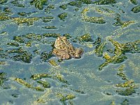 P1170474  Les grenouillles.