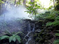 P1170491  les fougères