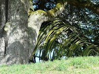 P1170523  la corbeille