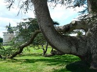 vue1  Bordées d'arbres séculaires , le chemin nous rapproche du château.