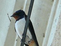 P1170320  une hirondelle bleue.