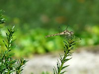 P1160865  les copines