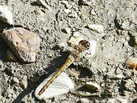 P1160866  se détache mal