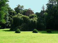 P1160867  les saules