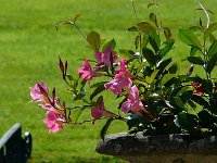 P1160876  quelques fleurs