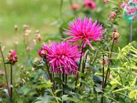 IMG 0334  Joséphine s'intéresse de près aux aménagements du parc et ne se lassera jamais de l'agrandir , transformant une propriété de 60 hectares lors de son acquisition en un domaine de 726 hectares (dont 70 de parc enclos) en 1814