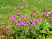 IMG 0368  Joséphine s'efforce d'y cultiver des plantes rares et d'y acclimater des végétaux exotiques qu'elle fait venir d'Europe mais aussi d'autres continents grâce aux relations qu'elle entretient avec des botanistes, des pépiniéristes et avec les savants du Museum d'histoire naturelle.