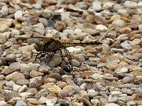 IMG 0370  une copine