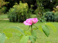 IMG 0372  Aujourd'hui c'est un parc de 6 hectares qui reflète encore la passion de l'Impératrice par la réintroduction des plantes qu'elle a connues et la mise en valeur des monuments et de la perspective paysagère qui sont conservés.