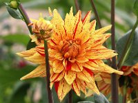 IMG 0378  Environ 200 plantes fleurissent pour la première fois en France à Malmaison comme le magnolia pourpre, la pivoine arbustive, l'hibiscus, le camélia ou le dalhia.