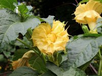 IMG 0389  A la chute de Napoléon en 1814, JOséphine  se rapproche des Alliés, en particulier du tsar Alexandre Ier. Le 29 mai 1814, elle meurt brusquement d'une angine infectieuse entourée de ses enfants Eugène et Hortense dans sa chambre de Malmaison.