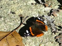 P1180808  Le Vulcain (Vanessa atalanta) est un insecte lépidoptère appartenant à la famille des Nymphalidae, à la sous-famille des Nymphalinae et au genre Vanessa.