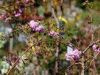 IMG 3608  Tout est en fleurs