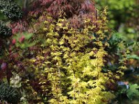 IMG 3612  le même que dans la cour