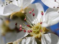 IMG 3629  prèt à récolter