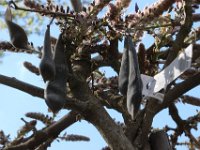 IMG 3650  les fruits