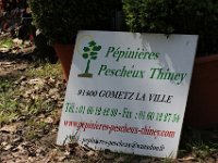 IMG 3652  de là viendra la glycines