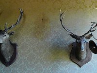 P1170645  En sologne, on aime les trophés.