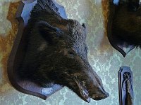 P1170647  belle bête