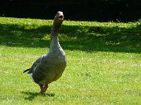 P1170766  le jeu de l'oie