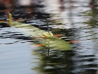 IMG 4456  bientôt dissmulé