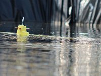 IMG 4463  parait il innocent