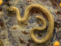 IMG 3395  au fond de l&#39;assiette